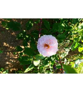 Venusta Pendula
