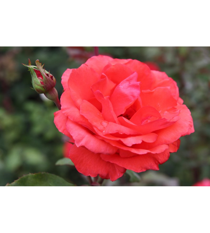 Baccara