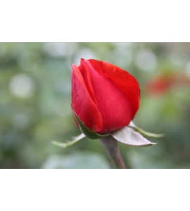 Baccara
