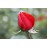 Baccara