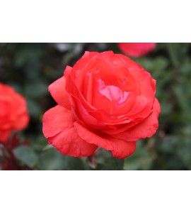 Baccara