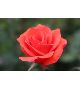 Baccara