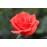 Baccara