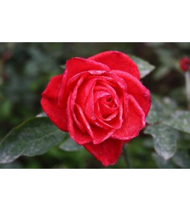 Baccara