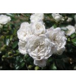 White Fairy