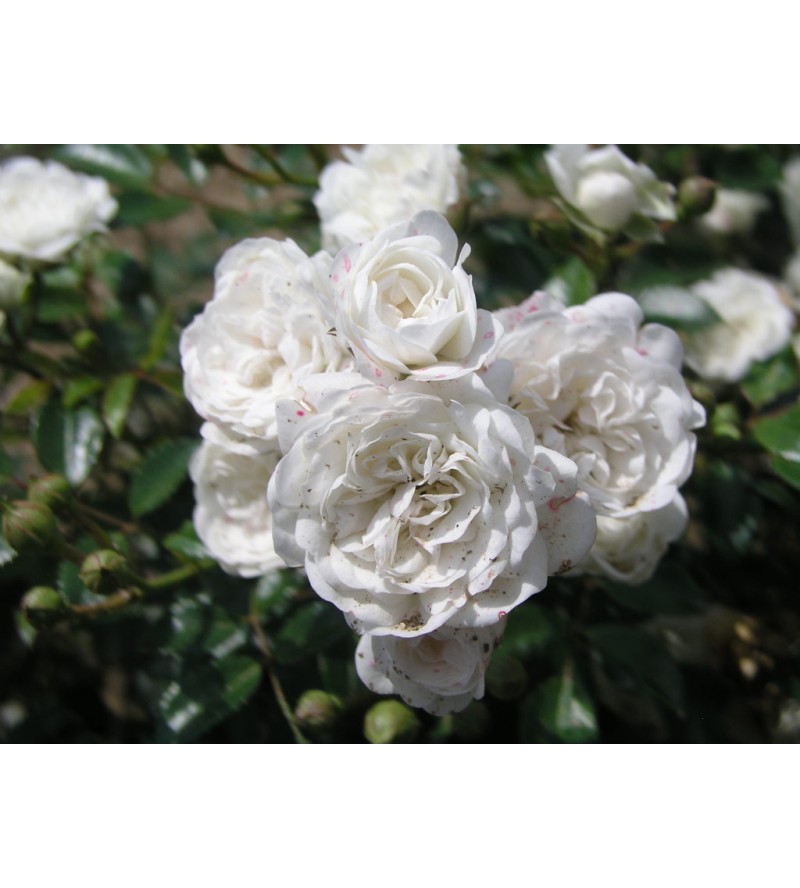 White Fairy