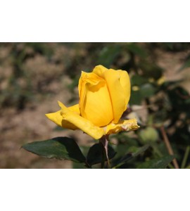 Landora