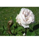 Shailer's White Moss