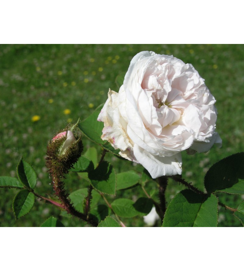 Shailer's White Moss