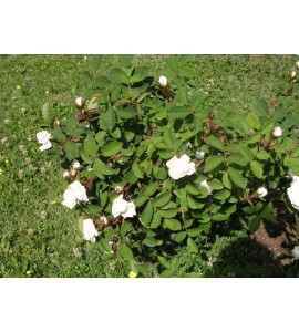 Shailer's White Moss