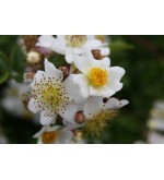 Rosa fujisanensis