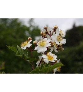 Rosa fujisanensis