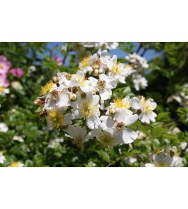 Rosa fujisanensis