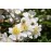 Rosa fujisanensis