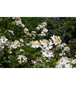 Rosa fujisanensis