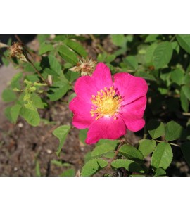 Rosa gallica 
