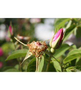 Rosa gallica 