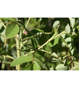 Rosa gallica 