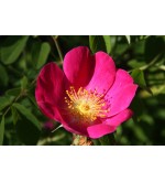 Rosa gallica 