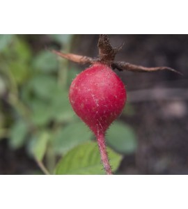 Rosa gallica 
