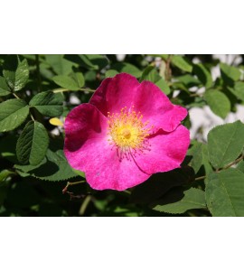 Rosa gallica 