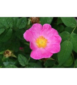 Rosa gallica 