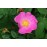 Rosa gallica 