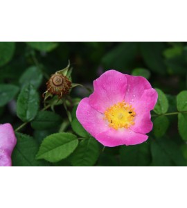 Rosa gallica 