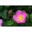 Rosa gallica 