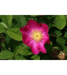 Rosa gallica 