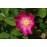 Rosa gallica 