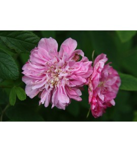 Rosa majalis foecundissima