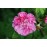 Rosa majalis foecundissima