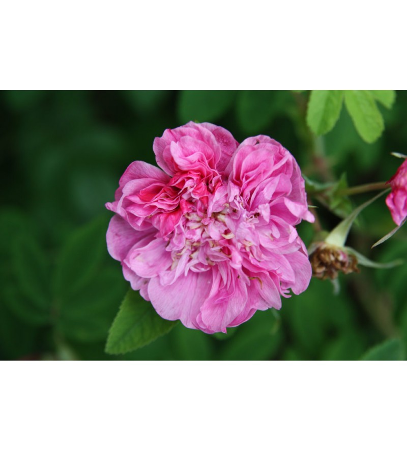 Rosa majalis foecundissima
