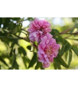 Rosa majalis foecundissima