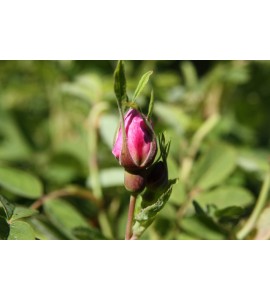 Rosa majalis foecundissima