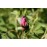 Rosa majalis foecundissima