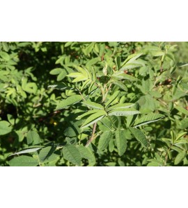Rosa majalis foecundissima