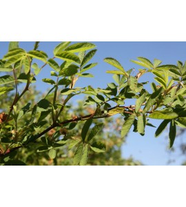 Rosa majalis foecundissima