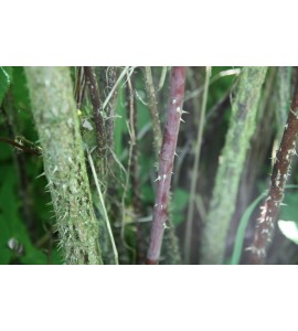 Rosa majalis foecundissima