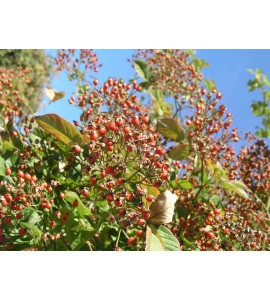 Rosa multiflora