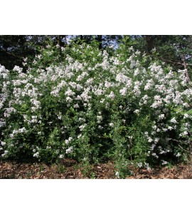 Rosa multiflora