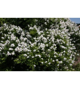 Rosa multiflora