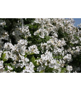 Rosa multiflora