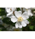 Rosa multiflora