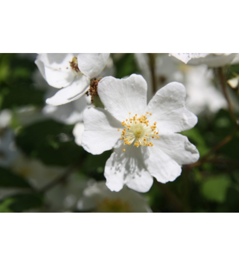 Rosa multiflora