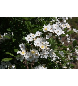 Rosa multiflora