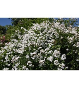 Rosa multiflora