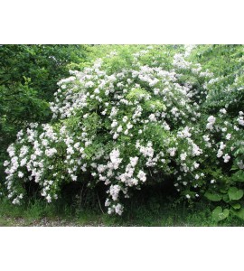 Rosa multiflora