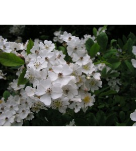 Rosa multiflora